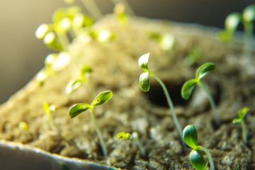 Care home indoor plants close-up. seedlings. new shoots are drawn to the sunlight. Spring.