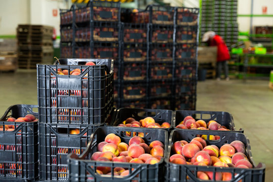 Boxes of fresh harvested peaches