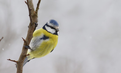 Blue tit on a branch against the backdrop of snow ..