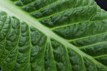 Close up leaf. Macro photography.  