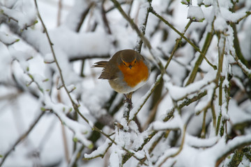 European Robin - Robin in Snow 