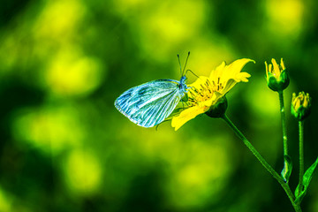 Beautiful butterfly