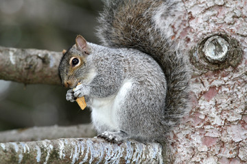Closeup of brown squirrel on ta tree branch eating food