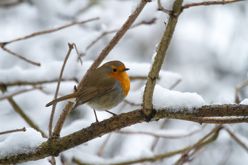 European Robin - Robin in Snow 