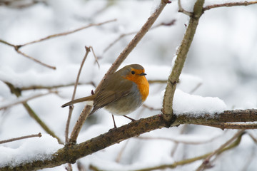 European Robin - Robin in Snow 