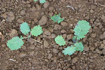Young rapeseed, canola. Oilseed field.