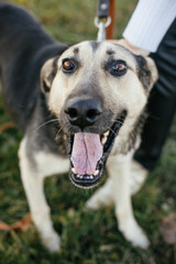 Person caressing cute  dog. Volunteer hugging mixed breed german shepherd dog in green park. Adoption from shelter concept. Sweet black and grey dog on walk