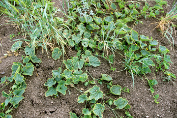 Cucumber Vine Growing on the Ground