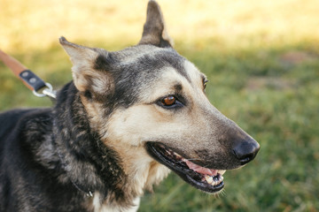 Cute stray dog walking on leash with volunteer in green park.Adoption from shelter concept. Mixed breed german shepherd dog. Sweet black and grey dog on walk
