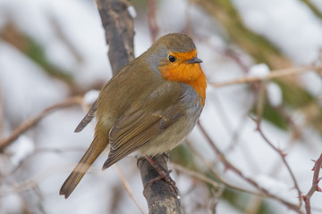European Robin - Robin in Snow 