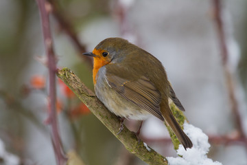 European Robin - Robin in Snow 