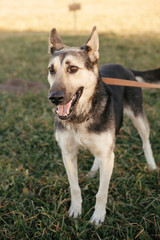 Cute stray dog walking on leash with volunteer in green park.Adoption from shelter concept. Mixed breed german shepherd dog. Sweet black and grey dog on walk
