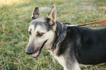 Cute stray dog walking on leash with volunteer in green park.Adoption from shelter concept. Mixed breed german shepherd dog. Sweet black and grey dog on walk
