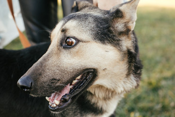 Portrait of cute dog with funny look on leash with volunteer in green park.Adoption from shelter concept. Mixed breed german shepherd dog. Sweet black and grey dog on walk