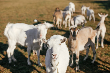 Fototapeta premium Portrait of sweet goat on background of other goats grazing in countryside. Cute white goats standing in green meadow in calm sunny day on farm.