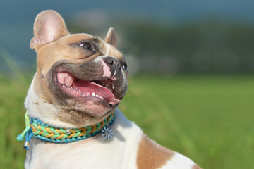Head portrait of a cute happy red pied French Bulldog dog with open mouth in front of blurry...