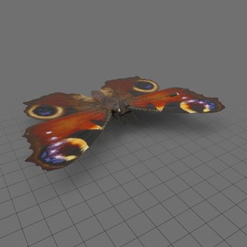 Inachis io