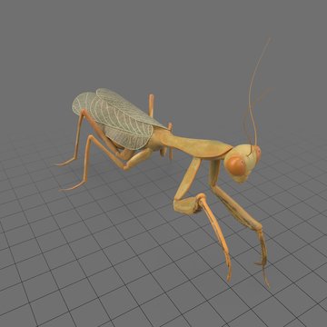 Hierodula atrocoxata