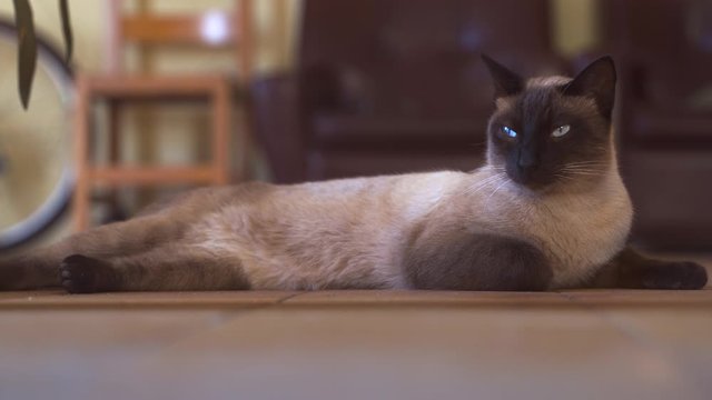 Beautiful grey siamese cat resting on the floor
