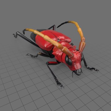 Pachyteria equestris