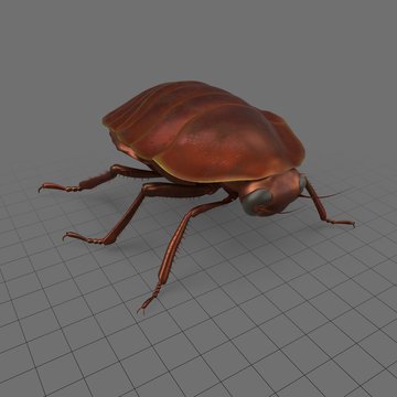 Polyzosteria fulgens