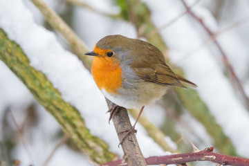 European Robin - Robin in Snow 