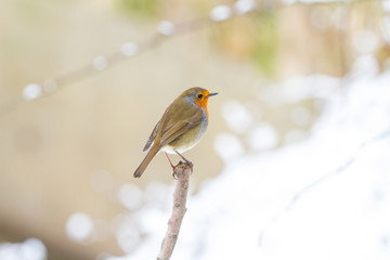 European Robin - Robin in Snow 