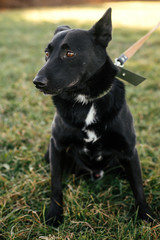 Portrait of cute happy dog sitting near with volunteer in green park. Adoption from shelter concept. Mixed breed black dog. Sweet black doggy on walk