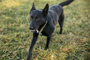 Cute dog walking with volunteer in grass in green park. Adoption from shelter concept. Mixed breed black dog. Sweet black doggy on walk