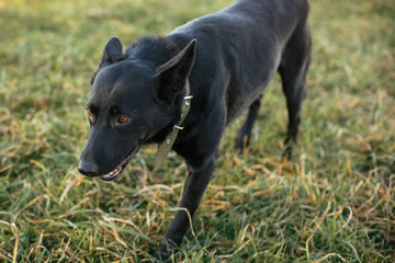 Cute dog walking with volunteer in grass in green park. Adoption from shelter concept. Mixed breed black dog. Sweet black doggy on walk