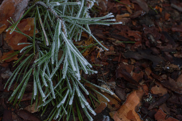 leaves in the snow among the field with a brown background