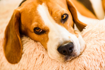 Beagle dog tired sleeps on a fluffy dog bed curled. Pet in home concept