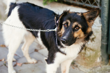 Cute scared fluffy dog walking with volunteer in summer day in park. Adoption from shelter concept. Mixed breed black and white dog. Sweet  doggy on walk