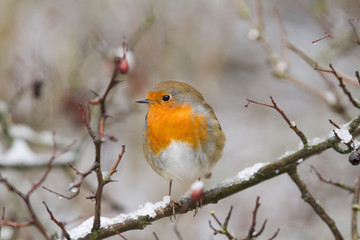 European Robin - Robin in Snow 