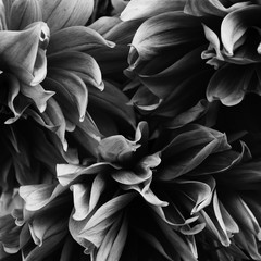 Black-and-white abstract image. Petals of several flowers dahlias are chaotically located, bent. Original background.
