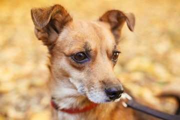 Portrait of cute little scared dog walking next to volunteer in autumn park. Adoption from shelter concept. Mixed breed little yellow dog. Sweet dog in shelter with sad look