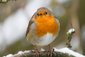 European Robin - Robin in Snow 