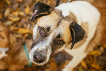 Portrait of cute happy dog playing in autumn park. Adoption from shelter concept. Mixed breed yellow brown dog. Sweet dog in shelter with sad eyes