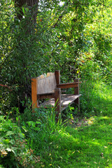 Bench Buried Deep in Green Foliage