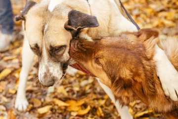 Two cute friends dogs playing together and biting in autumn park. Angry dogs fighting. Adoption...
