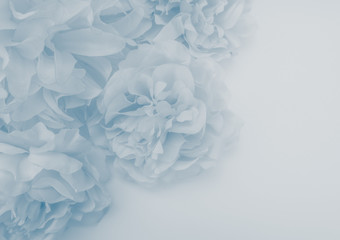 Beautiful abstract color purple and blue flowers on white background and blue flower frame and purple leaves texture, light blue background, colorful banner happy valentine