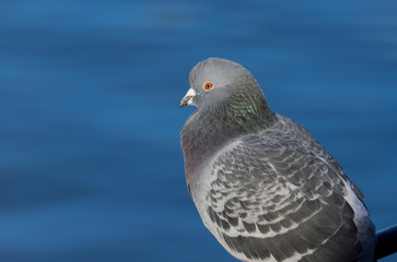 Close up head and shoulders of a pigeon (Columba livia).  Taken at my local park in Cardiff, Wales, UK