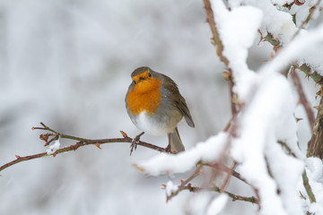 European Robin - Robin in Snow 