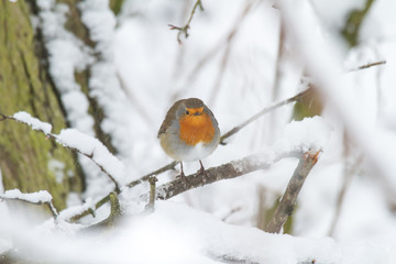 European Robin - Robin in Snow 
