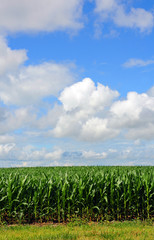 Fototapeta premium Corn Field in Southern Michigan