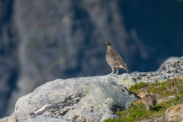 Rock Ptarmigan Bird well camouflaged against the mountains of beautiful Lofoten, Norway. Birdwatching Lofoten Traveling in Norwegian beautiful Landscapes.