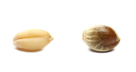 Wheat grain and hemp seed macro isolated on white background