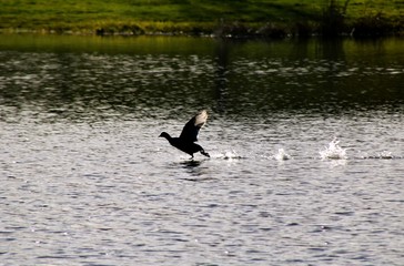 Canard qui prend son envol au dessus d'un étang.