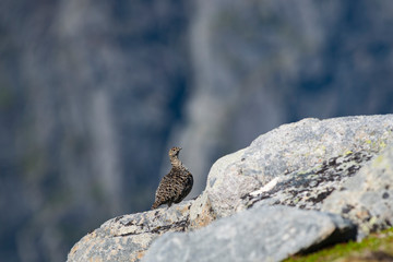 Rock Ptarmigan Bird well camouflaged against the mountains of beautiful Lofoten, Norway. Birdwatching Lofoten Traveling in Norwegian beautiful Landscapes.
