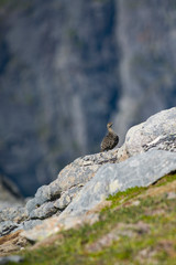 Rock Ptarmigan Bird well camouflaged against the mountains of beautiful Lofoten, Norway. Birdwatching Lofoten Traveling in Norwegian beautiful Landscapes.